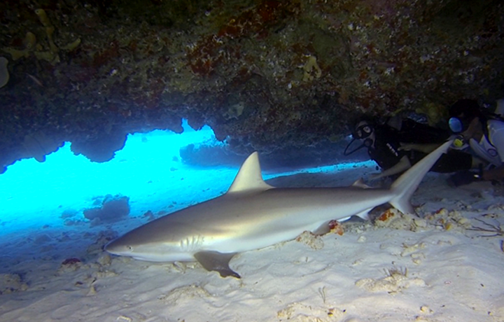 Caves of the Sleeping Sharks