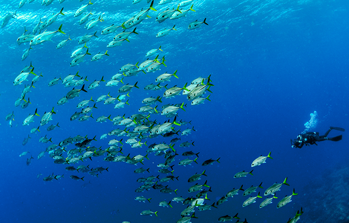 Day Dives in Aldora