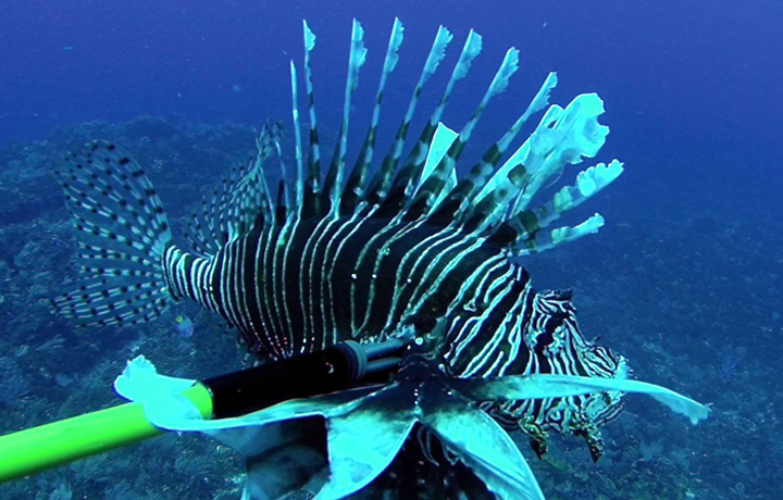 Lion Fish Hunting Dives in Aldora