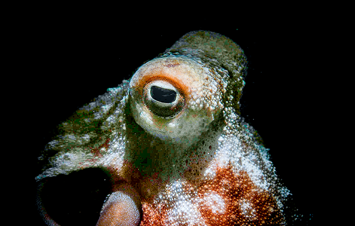 Night Dives in Aldora